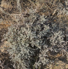 Artemisia fragrans