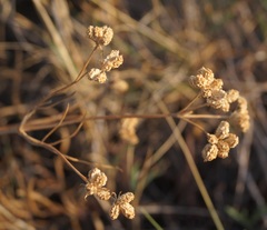 Rumia crithmifolia