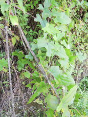 Dioscorea rupicola