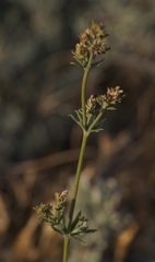Galium xeroticum