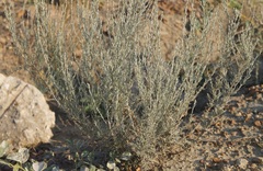 Artemisia fragrans