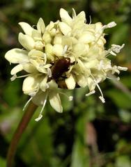 Cephalaria