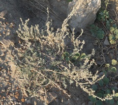 Camphorosma monspeliaca