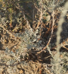 Artemisia fragrans