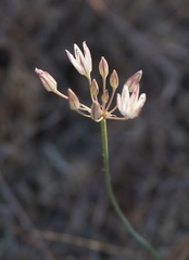 Allium moschatum