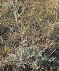 Artemisia fragrans