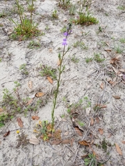 Nuttallanthus canadensis