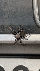 Araneus angulatus