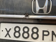 Araneus angulatus