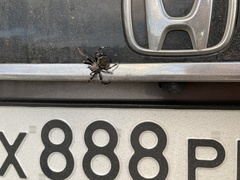 Araneus angulatus
