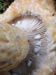 Lactarius repraesentaneus