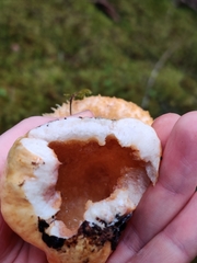 Lactarius repraesentaneus