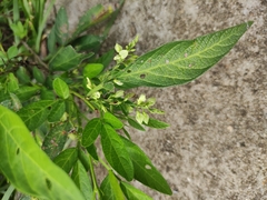 Ohwia caudata