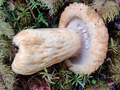 Lactarius repraesentaneus