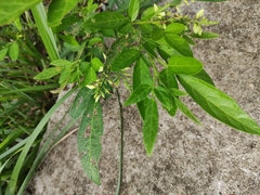 Ohwia caudata