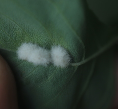 Blaesodiplosis canadensis