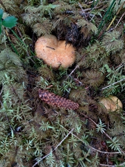 Lactarius repraesentaneus