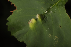 Blaesodiplosis canadensis