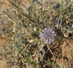 Echinops ritro ruthenicus