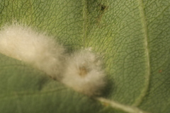 Blaesodiplosis canadensis