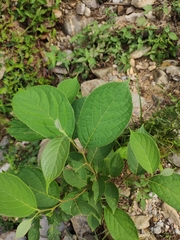 Symplocos paniculata