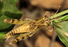 Abisares viridipennis