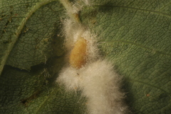 Blaesodiplosis canadensis