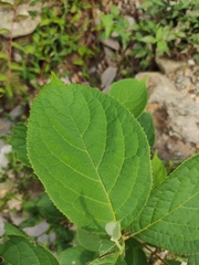 Symplocos paniculata