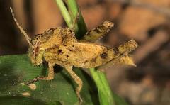 Abisares viridipennis