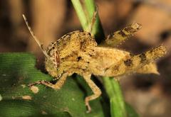 Abisares viridipennis