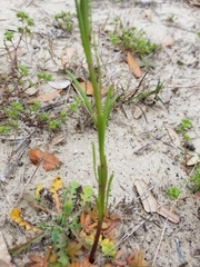 Nuttallanthus canadensis
