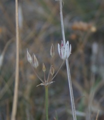 Allium moschatum