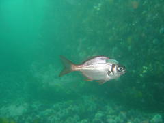 Boopsoidea inornata