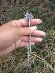 Echinops ritro