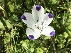 Nemophila maculata