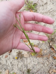Nuttallanthus canadensis