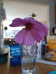 Cosmos bipinnatus