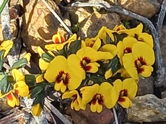 Sphaerolobium alatum