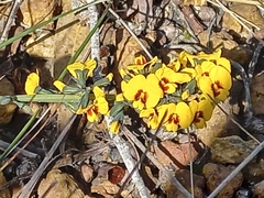 Sphaerolobium alatum