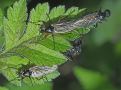 Bibio pomonae