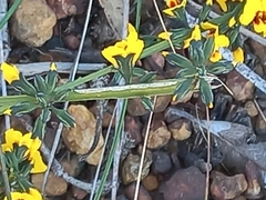 Sphaerolobium alatum