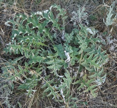 Echinops ritro ruthenicus
