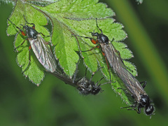 Bibio pomonae