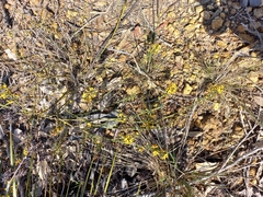 Sphaerolobium alatum