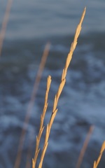 Thinopyrum elongatum