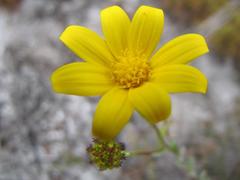 Osteospermum polygaloides polygaloides