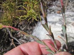 Osteospermum polygaloides polygaloides