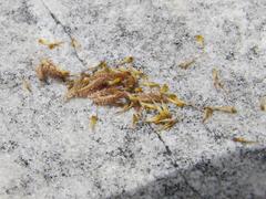 Osteospermum polygaloides polygaloides