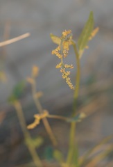 Atriplex micrantha