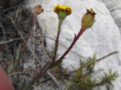 Osteospermum polygaloides polygaloides
